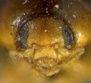 Media type: image;   Entomology 8410 Aspect: head frontal view